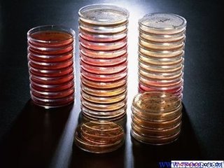 胰酪胨大豆琼脂平皿(TSA)